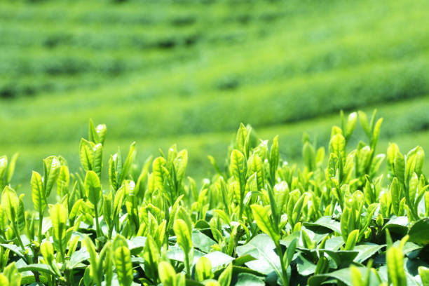 piantagione di tè - tea crop spring japanese culture tea foto e immagini stock