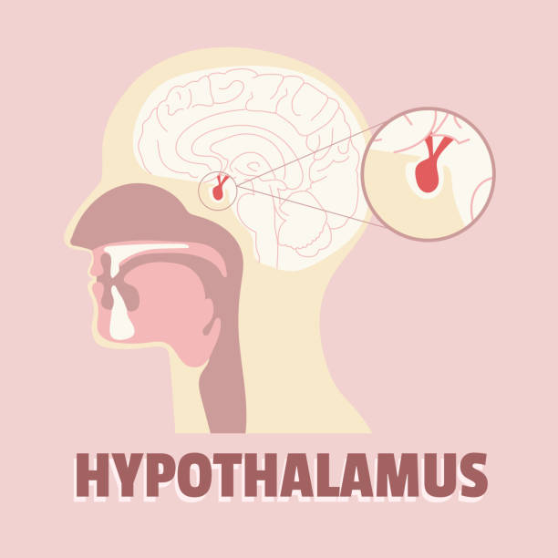 ilustrações de stock, clip art, desenhos animados e ícones de illustrative concept of hypothalamus, hypothalamus system vector, neural system vector - hypothalamus