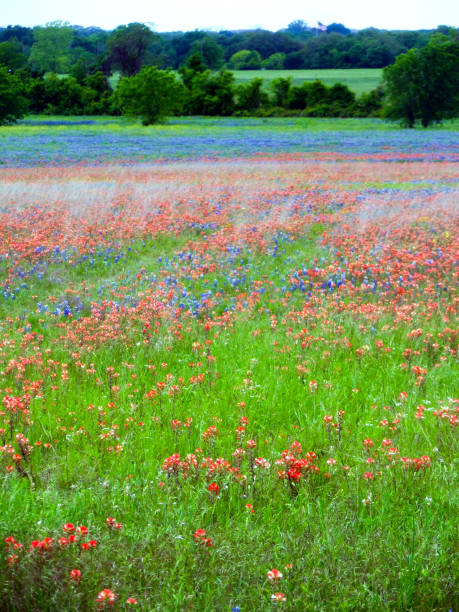istock Bluebonnets and Indian Paintbrush 2 1388712553