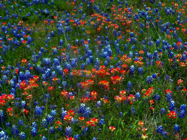 istock Bluebonnets and Indian paintbrush 1388712665