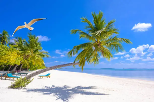 Photo of Coconut tree or Palm on the beach with white pigeon flying on the sea beach. Blue sky summer holiday and palm tree on the beach.