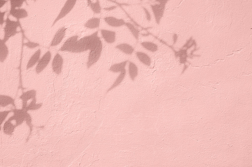 Shadow of rose leaves on pink concrete wall texture with roughness and irregularities. Abstract trendy colored nature concept background. Copy space for text overlay, poster mockup flat lay