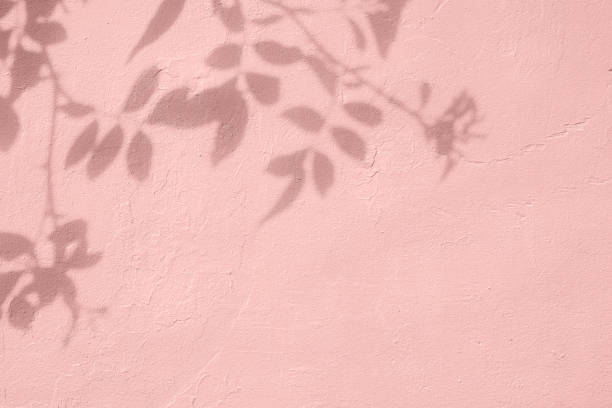 sombra de folhas no fundo de textura da parede de concreto rosa - sunlight dappled summer leaf - fotografias e filmes do acervo