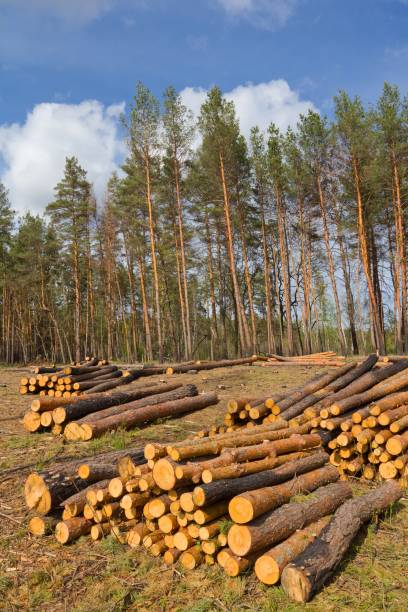istock heap of pine trunks in a forest 1388713953