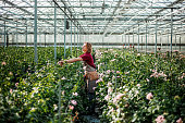 istock A female worker in a flower Greenhouse in Holland 1388714399