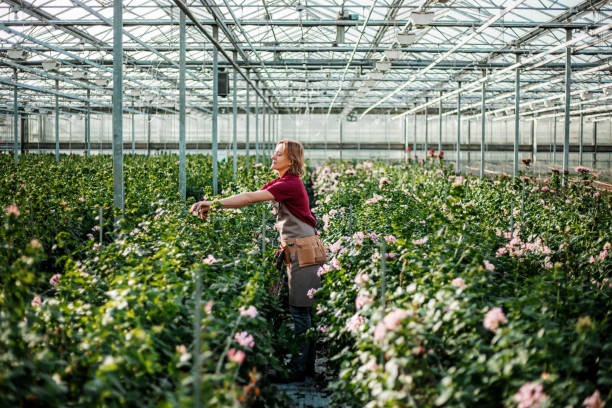 uma trabalhadora em uma estufa de flores na holanda - garden center flower women plant - fotografias e filmes do acervo