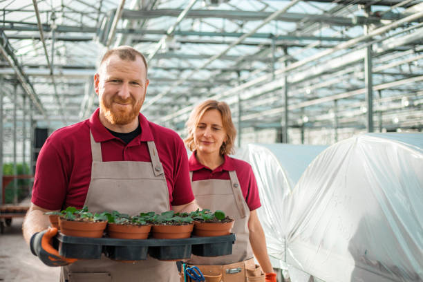 istock Two workers in a Bouvardia Greenhouse in Holland 1388714728