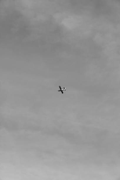 istock Birds over Torre del Lago Beach 1388723073