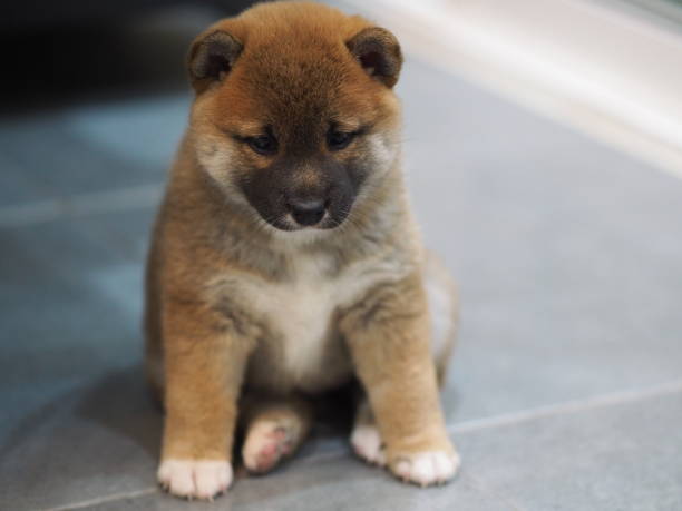 istock shiba inu 1388724290
