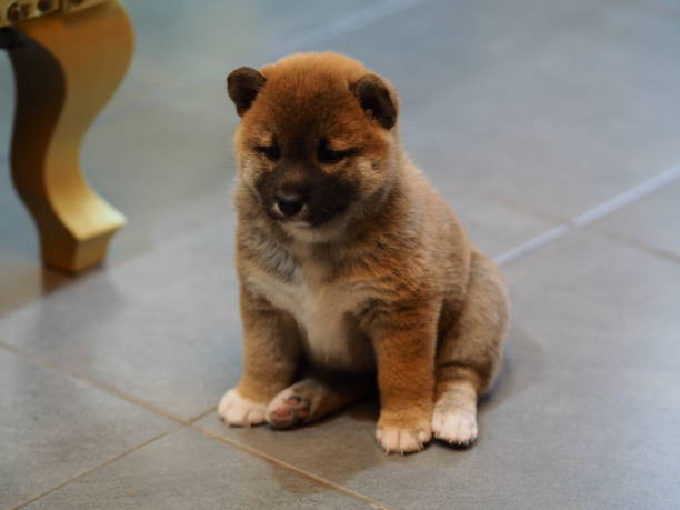 istock shiba inu 1388724319