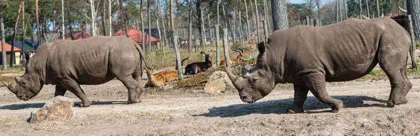 walking rhinos enjoy the sun in a zoo called safari park Beekse Bergen in Hilvarenbeek, Noord-Brabant, The Netherlands