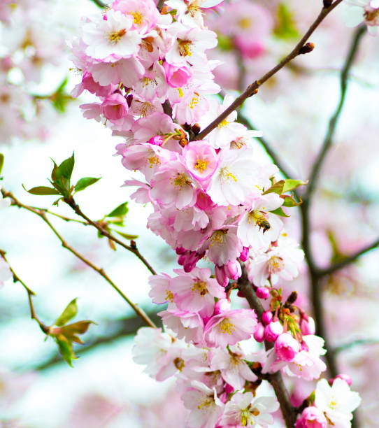 istock twig with flowers against the sky. spring white blossom against blue sky 1388726593