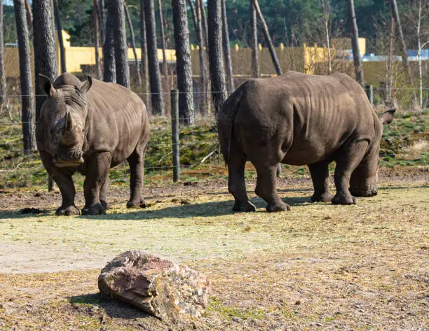 standing rhinos enjoy the sun in a zoo called safari park Beekse Bergen in Hilvarenbeek, Noord-Brabant, The Netherlands