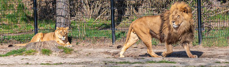 lioness is resting on the ground while a lion walks by in a zoo called safari park Beekse Bergen in Hilvarenbeek, Noord-Brabant, The Netherlands