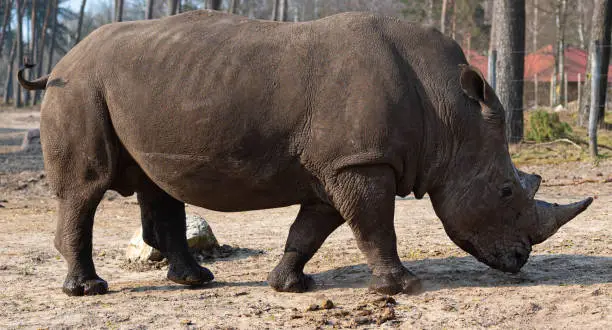 standing rhino enjoys the sun in a zoo called safari park Beekse Bergen in Hilvarenbeek, Noord-Brabant, The Netherlands