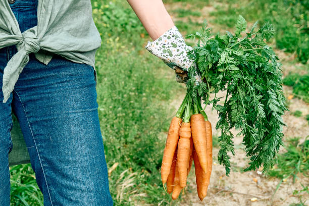 reife natürliche bio frisch gepflückte karotten in den händen des bauern. harvest country village landwirtschaftskonzepte. gesunde bio-lebensmittel, gemüse, vitamin keratin - root vegetable picking monoculture nutrient stock-fotos und bilder