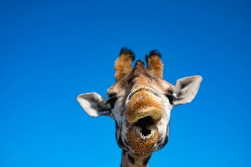 funny close up of a colorful giraffe head with blue sky as background color