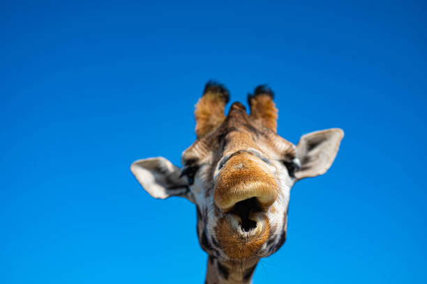 funny close up of a colorful giraffe head with blue sky as background color - giraffe print imagens e fotografias de stock