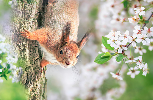 cute squirrel sitting on a tree in a sunny spring garden among white cherry blossoms