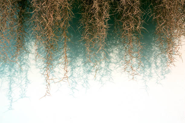 natürliches grünes spanisches moos, opa bartpflanze, tillandsia crocata, hängt gegen die morgensonne und schatten an der weißen wand. - moss spanish moss stock-fotos und bilder