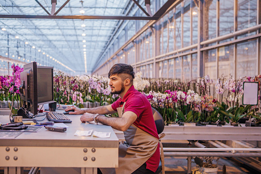A male IT worker  going about the daily duties in an orchid Greenhouse production facility in Holland