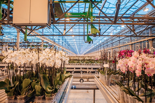 The inside of a modern, clean, organised working orchid greenhouse