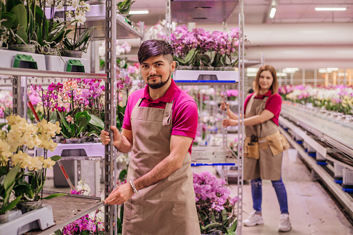 Two farm workers going about the daily duties in an orchid Greenhouse production facility in Holland