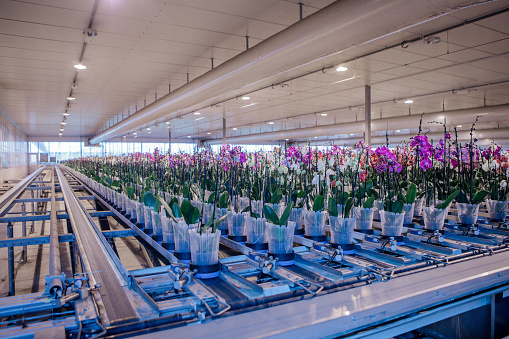 The inside of a modern, clean, organised working orchid greenhouse
