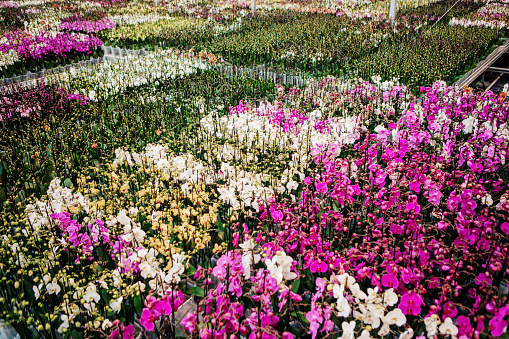 The inside of a modern, clean, organised working orchid greenhouse