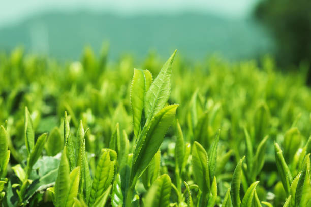 차 잎을 - tea crop spring japanese culture tea 뉴스 사진 이미지