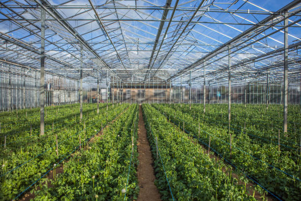 istock The inside of a modern working orchid greenhouse 1388729220