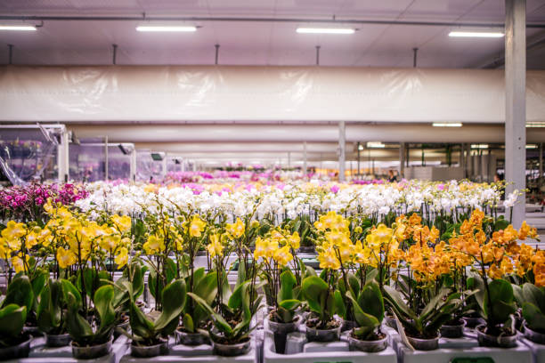 istock The inside of a modern working orchid greenhouse 1388729252