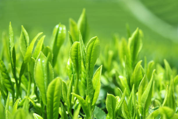 차 잎을 - tea crop spring japanese culture tea 뉴스 사진 이미지