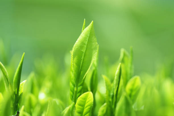 차 잎을 - tea crop spring japanese culture tea 뉴스 사진 이미지