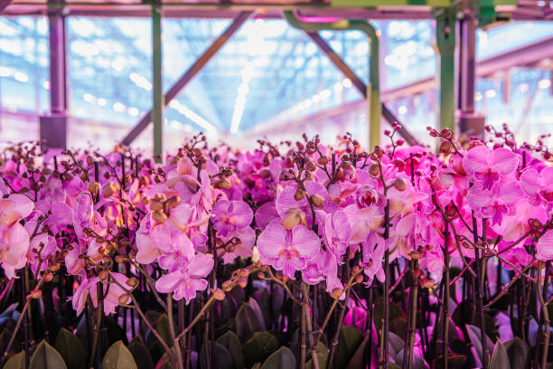 The inside of a modernised, clean, organised working orchid greenhouse