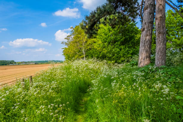 istock footpath rural warwickshire countryside uk summer grassland 1388730719