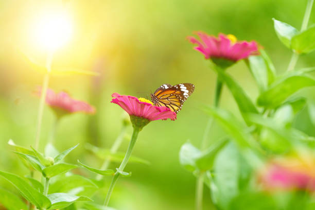 motyl latać na kwiat ze słońcem - awe fly flower pollen zdjęcia i obrazy z banku zdjęć