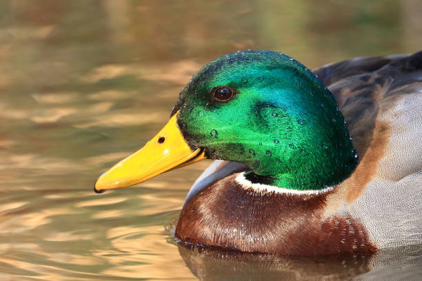 istock Mallard duck male on the lake 1388730940