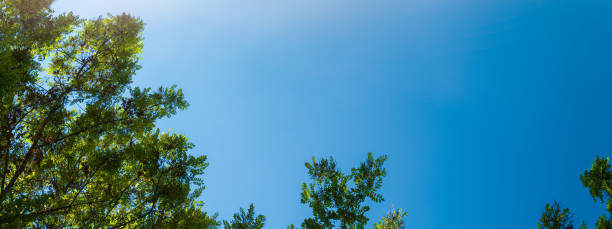 istock Panorama of tree branches and leaves 1388730947