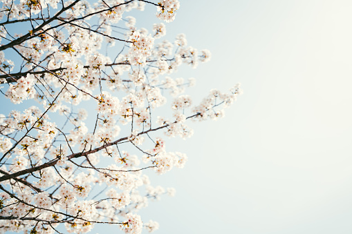 Cherry blossom in blue sky.
