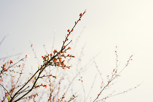 Blossoming branch on defocused light background.