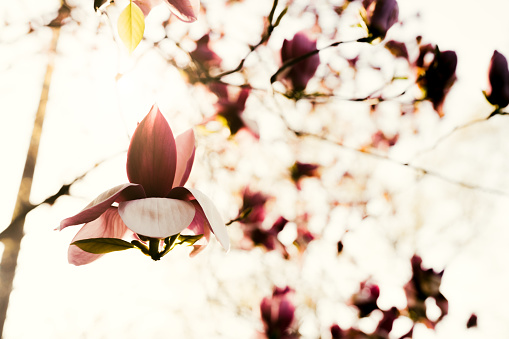 Magnolia,Large-flowered Magnolia.