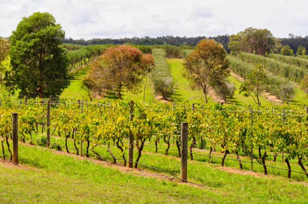 istock Vineyards and orchards - Lovedale 1388732947
