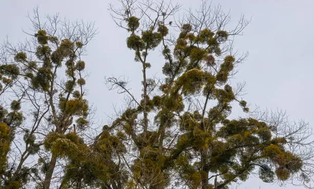 Photo of Green Mistletoes on a tree. Viscum album is a hemiparasite native to Europe and parts of Asia