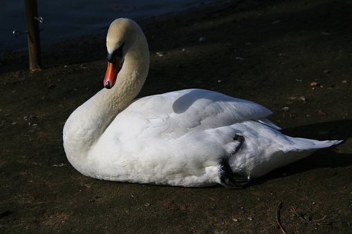 A close up of a Mute Swan in London