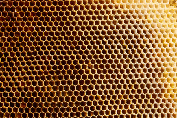 istock Background texture and pattern of a section of wax honeycomb from a bee hive filled with golden honey in a full frame view 1388738310