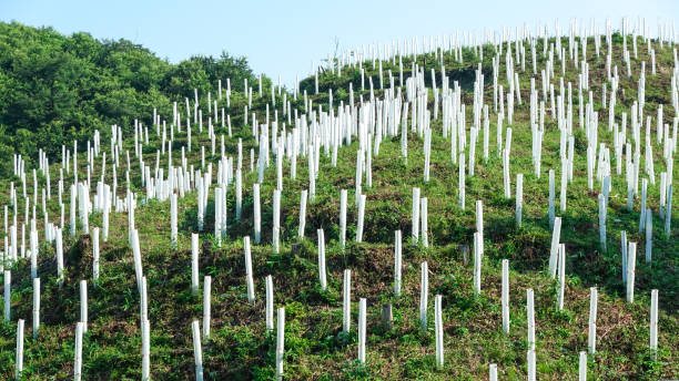 A protector that protects seedlings from feeding damage by deer and wild animals by planting trees (Higashiagatsuma Town, Gunma Prefecture) On a sunny day in July 2021, many white sticks protruding from the mountain surface of Higashiagatsuma Town, Gunma Prefecture, were protectors that protected seedlings from feeding damage by deer and wild animals by planting trees. reforestation stock pictures, royalty-free photos & images