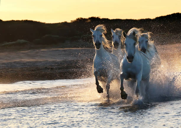 cavalo branco está galopando na praia do mar ao pôr do sol - running horses - fotografias e filmes do acervo