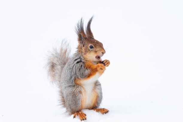 istock Red squirrel sitting on a tree branch in winter forest and nibbling seeds on snow covered trees background.. 1388740832