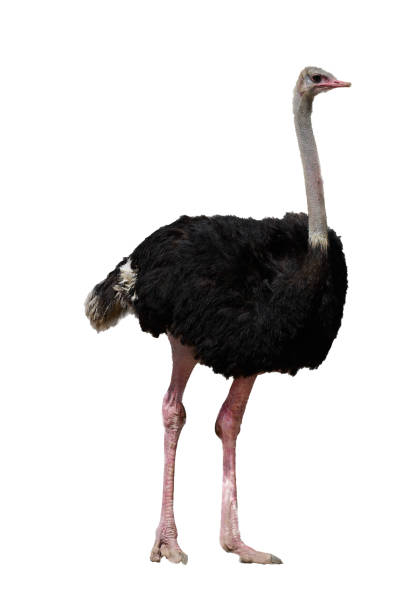 istock single ostrich isolated on white with clipping path 1388740838